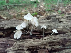 Mycena niveipes