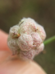 Trifolium tomentosum