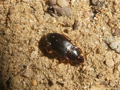 Calathus ruficollis