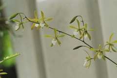 Encyclia stellata