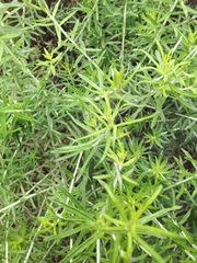 Helichrysum kraussii