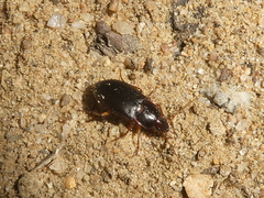 Calathus ruficollis