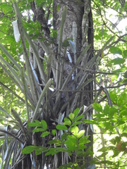 Wittmackia lingulata