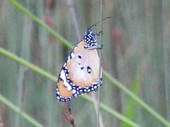 Danaus petilia