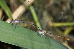 Argia emma