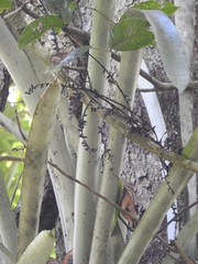 Wittmackia lingulata