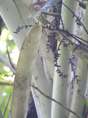 Wittmackia lingulata