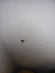 Evania appendigaster