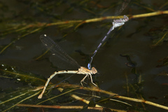 Argia emma