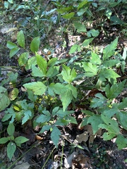 Xanthorhiza simplicissima