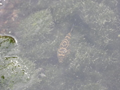 Sphoeroides testudineus