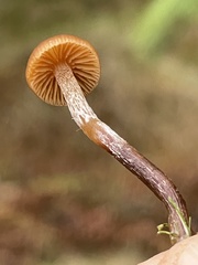 Galerina