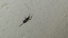 Evania appendigaster