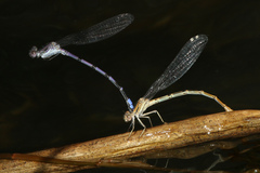Argia emma