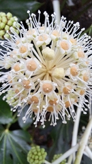 Fatsia japonica