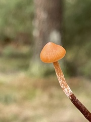 Galerina