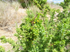 Pimelea serpyllifolia