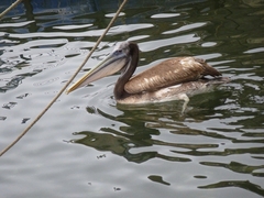 Pelecanus thagus