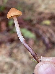 Galerina