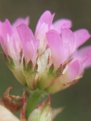 Trifolium tomentosum