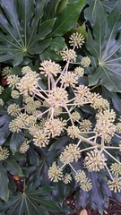 Fatsia japonica