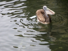 Pelecanus thagus