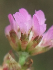 Trifolium tomentosum