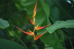 Heliconia latispatha image