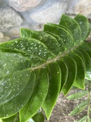Zamioculcas