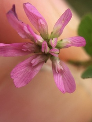 Trifolium tomentosum