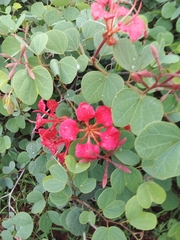 Bauhinia galpinii