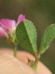 Trifolium tomentosum