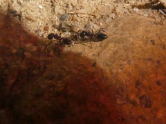 Crematogaster