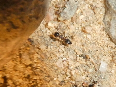 Crematogaster