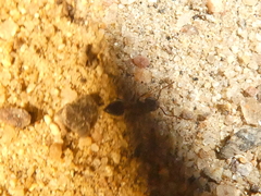 Crematogaster
