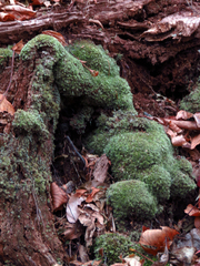 Leucobryum