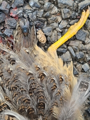 Turnix varius