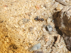 Crematogaster