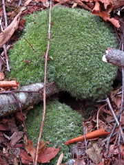 Leucobryum
