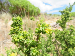 Pimelea serpyllifolia