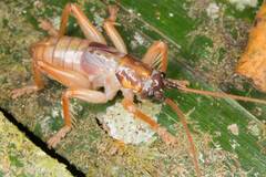 Gryllacrididae