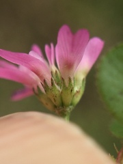 Trifolium tomentosum