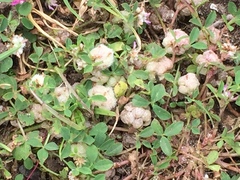 Trifolium tomentosum