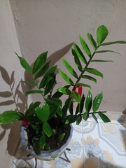 Zamioculcas