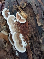 Metuloidea reniformis