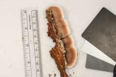 Metuloidea reniformis