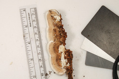 Metuloidea reniformis