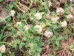 Trifolium tomentosum