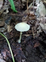 Leucocoprinus flavescens