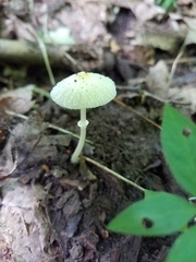 Leucocoprinus flavescens